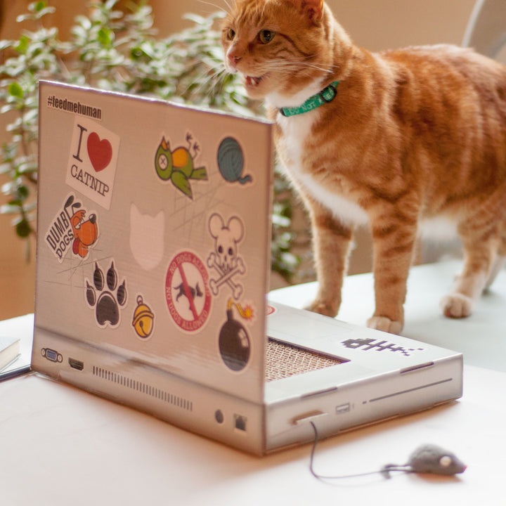 Cat Scratch Laptop Additional 2