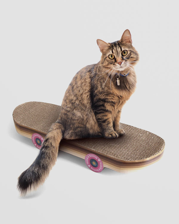 Cat Scratching Skateboard