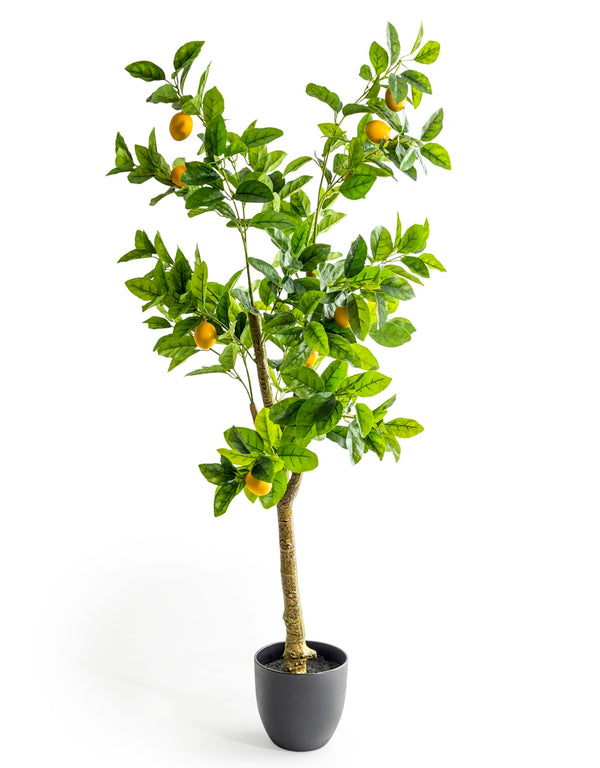 Large Ornamental Potted Lemon Tree