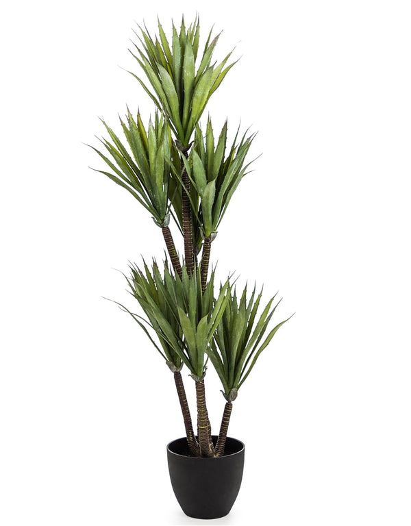 Large Ornamental Yucca Tree in Black Pot