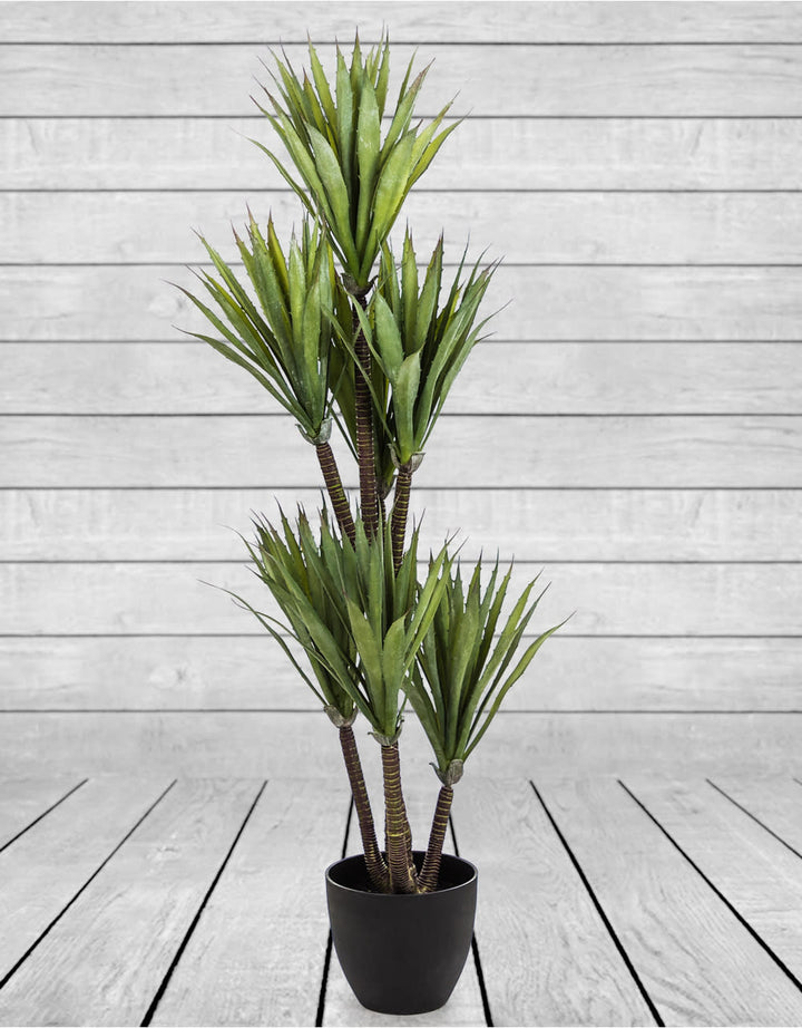 Large Ornamental Yucca Tree in Black Pot