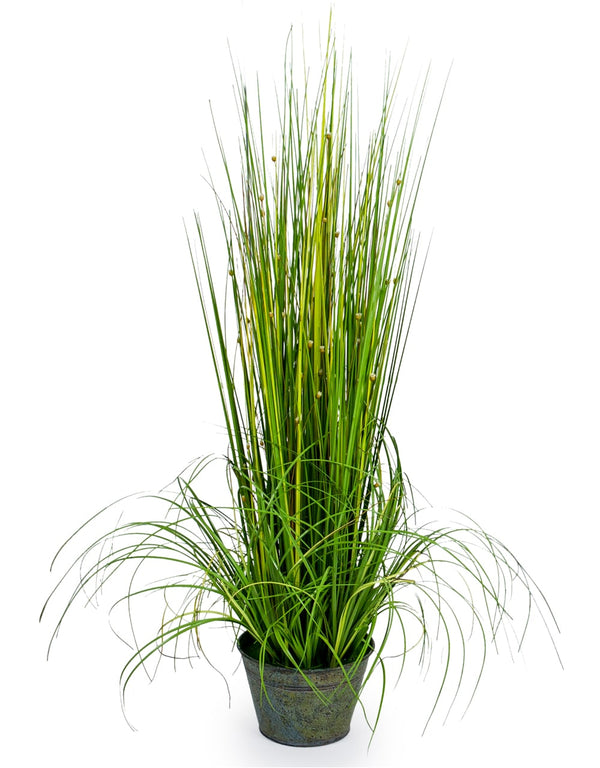 Ornamental Grasses in Galvanised Pot - Style 2 (to be bought in qtys of 4)