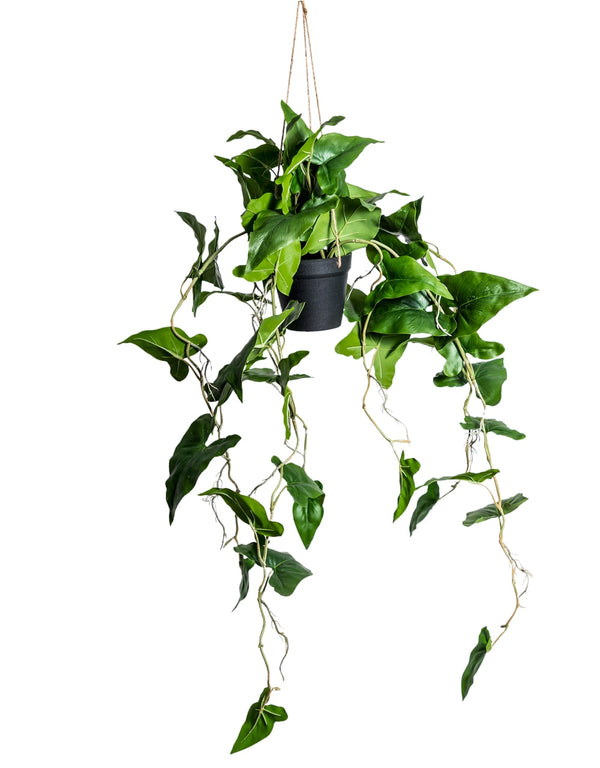 Ornamental Hanging Araceae Vine in Black Pot (to be bought in qtys of 6)