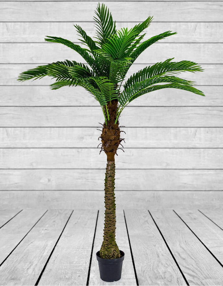 Ornamental Large Palm Tree in Black Pot