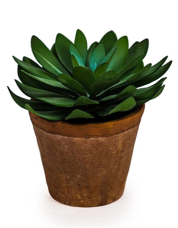 Ornamental Succulent in Terracotta Pot (to be bought in qtys of 6)