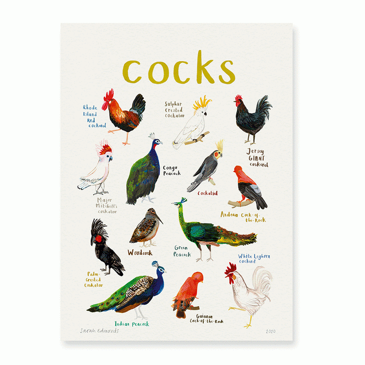 Cocks A4 Print [D] Additional 2