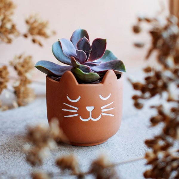 Mini Cat's Whiskers Terracotta Planter